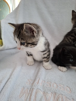 Babykatzen 