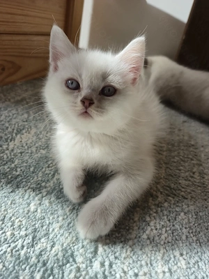 BKH Kitten mit blauen Augen