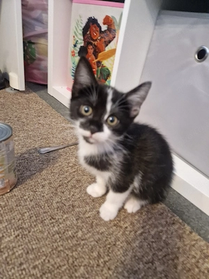 Katze   Kitten 12 Wo. alt
