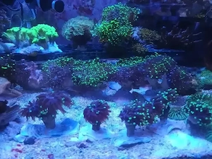 Euphyillia Paradivisa Bicolor Korallen