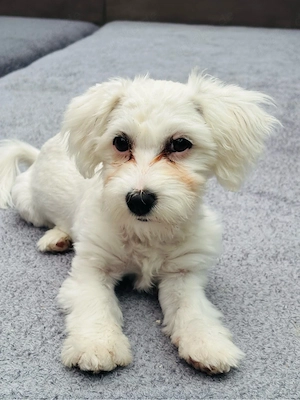 Bichon Maltez
