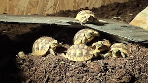 Landschildkröte, maurische Landschildkröte, Testudo graeca