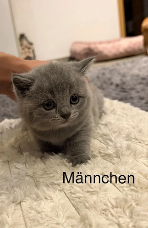 Wunderschöne reinrassige BKH Kitten in Blue suchen ein liebevolles Zuhause 