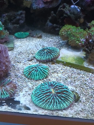 Fungia Koralle Ableger Meerwasser 