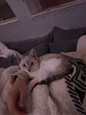 Wunderschöne Siam Mix Katze Luna sucht ein Zuhause