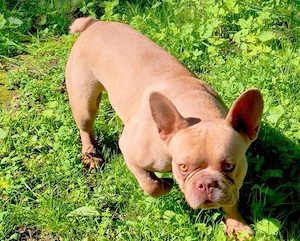 Französische Bulldogge Rüde