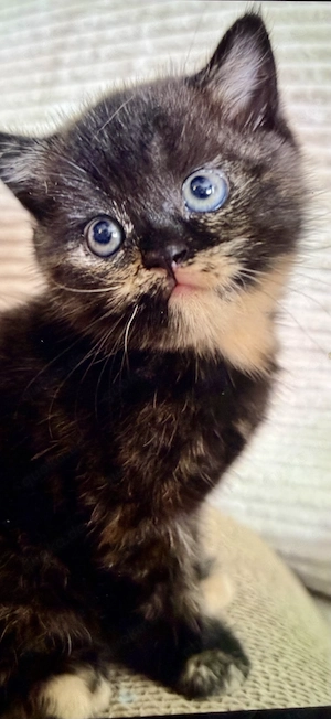 Süße BKH Kitten abgabebereit