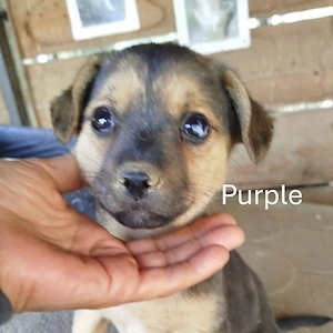 Purple sucht ihre Menschen   und bringt Farbe ins Leben! 