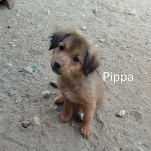 Pippa  kleine Pfoten, große Pläne!