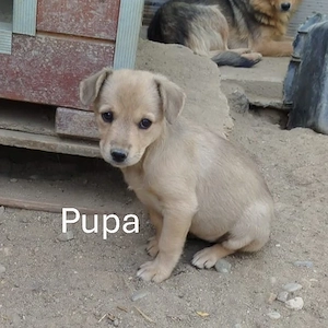 Pupa sucht kein Puppenhaus, sondern ein richtiges Zuhause! 
