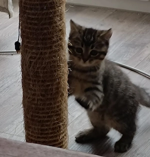 katzenbaby
