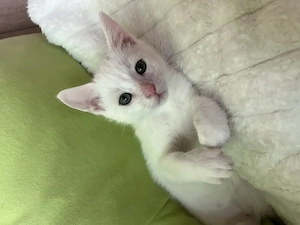 Katzen Baby weiß in liebevolle Hände abzugeben  Kater SOFORT ABHOLBEREIT