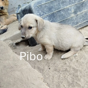 Pibo   mein nächstes Abenteuer heißt Familie! 