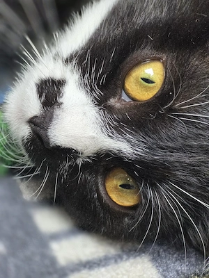Katzen suchen zuhause
