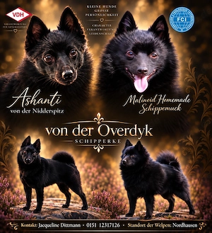 Schipperke Welpen   drei kleine Herzensbrecher suchen ihr Zuhause 