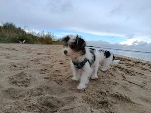Biewer Yorkshire Terrier Welpe Hündin 