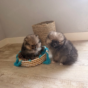 nur noch 1 Junge ABGABEBEREIT Zwergspitz Pomeranian Welpen 