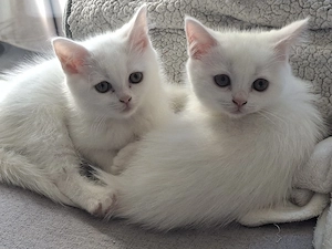 2 weiße bkh kitten für 500