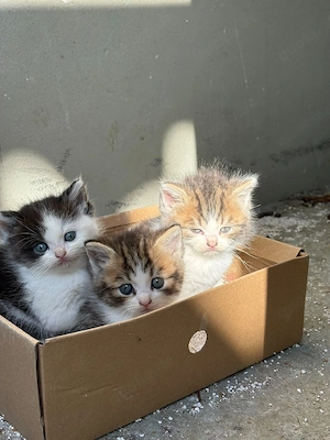 Süße Kitten (männlich & weiblich)