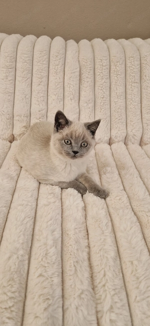 Reinrassige BKH Kitten 