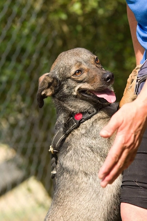 Polly, charmante Hündin sucht neues Zuhause