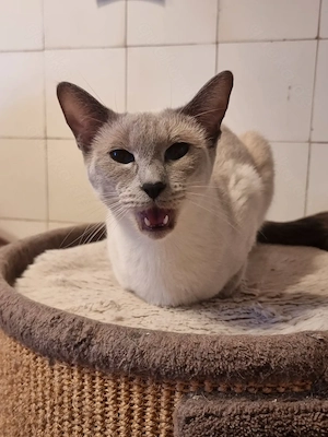 Wunderschöne Thai Katze sucht liebevolles zu Hause