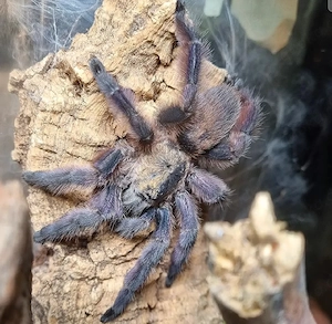 0.0.13 Tapinauchenius rasti 