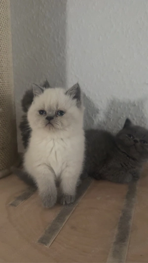 Bkh Blh Kitten