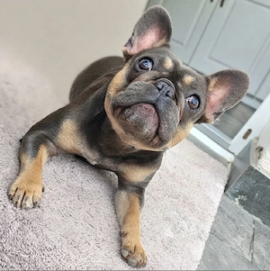 Französische Bulldogge 