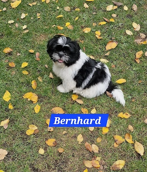 Shih Tzu Dürfen ausziehen 