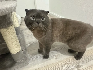    Zwei süße Katzen suchen ein liebevolles Zuhause   
