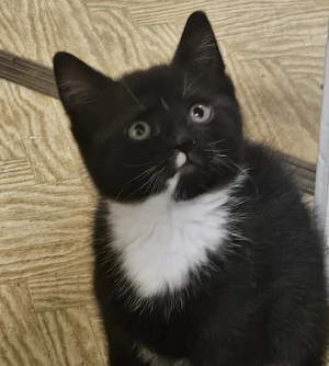 Zuckersüße BKH-Mix Kitten (alles jungs) 