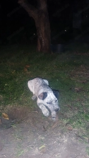 Pit Bull Cane Corso Mixwelpen suchen liebevolles zu Hause 