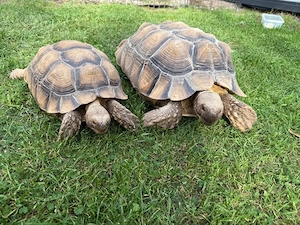 2 Spornschildkröten 