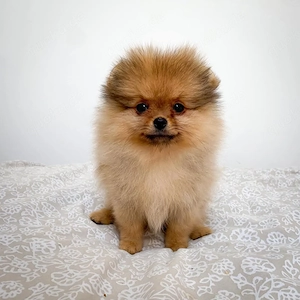 Wunderschöne Zwergspitz Pomeranian Welpen suchen ein liebevolles Zuhause