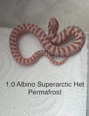 Hakennasennatter nz.25 und 26 AAA het Stormcloud , Permafrost 
