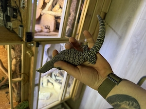Varanus glauerti 0.2