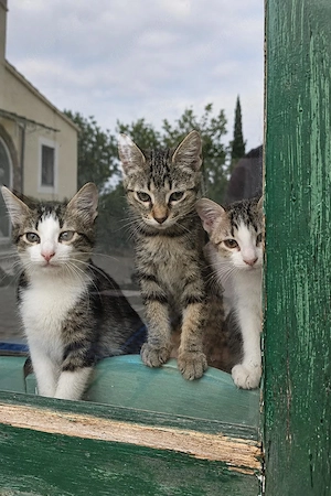 Zuhause dringend gesucht: Rocco, Ruby, Romy und Roxy
