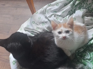 Zwei liebe junge Kater 