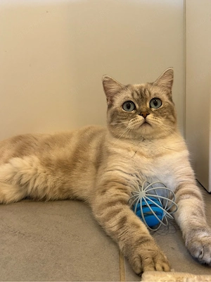Wunderschöne BKH-Katze zu verkaufen