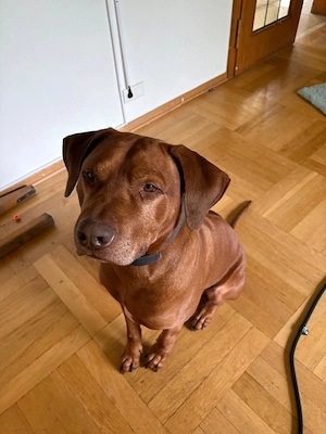 Rhodesian Ridgeback Rüde, 5 Jahre, sucht liebevolles neues Zuhause