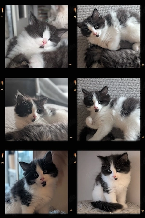 Unsere letzte kleine Herzenskatze sucht ihr Für-immer-Zuhause