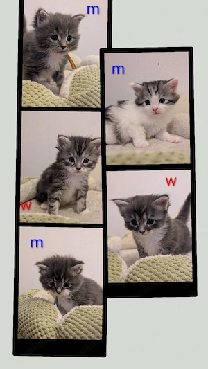 MaineCoon Kitten suchen Interessenten 
