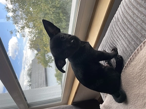 Chihuahua Rüden Welpe sucht liebevolles Zuhause