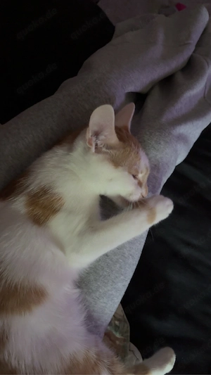 Liebevoller, verschmuster Kater (6 Monate) sucht ein schönes Zuhause     