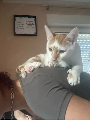 Junger Kater sucht zu Hause für immer