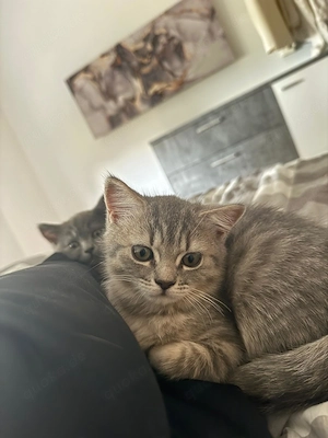 2 wunderschöne BKH Ragdoll Kitten