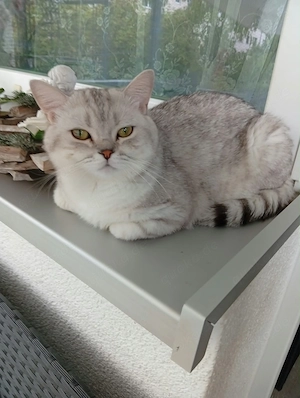 BKH Kater zu verkaufen 