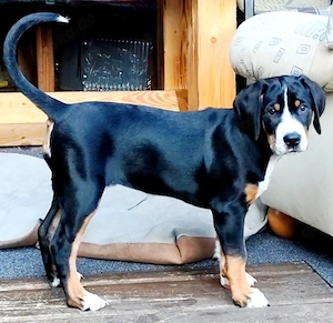 Welpe eines Großen Schweizer Sennenhundes