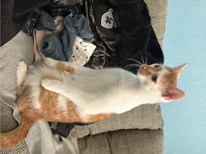 kater 6 monate alt 